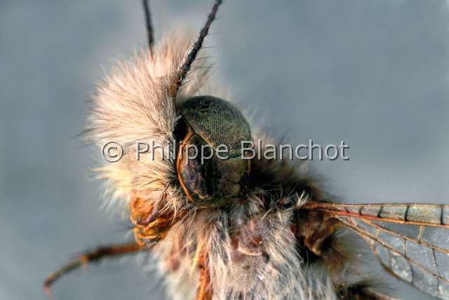 Ululodes cajennensis.JPG - in "Portraits d'insectes" ed. SeuilUlulodes cajennensisAscalapheOwlflyNeuropteraAscalaphidaeGuyane